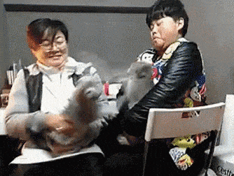 __Cats Fight Crazy