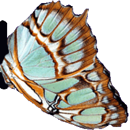 schmetterling