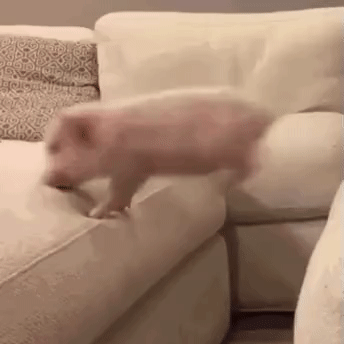 pig
