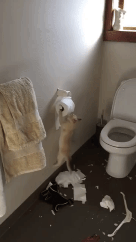 2648-Missiya-po-unichtozheniyu-tualetnoj-bumagi