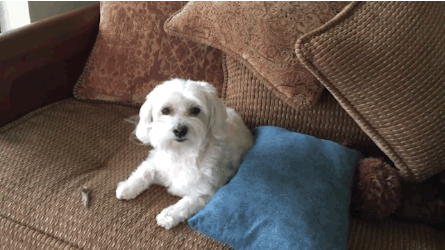 635800408485446755526380987_anigif_enhanced-16629-1422929562-2