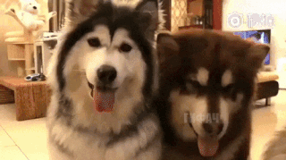 Подумаешь лапу дать