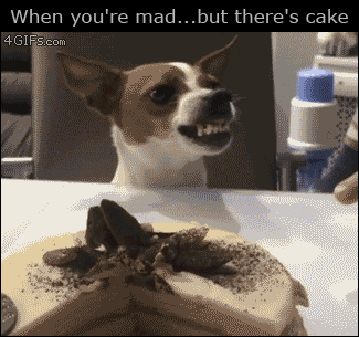 Angry-dog-vs-cake