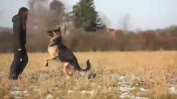 Собака