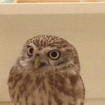 Сова