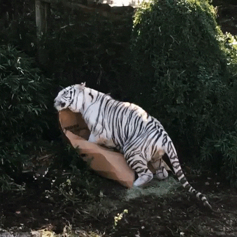 gif4430-iloveimg-compressed