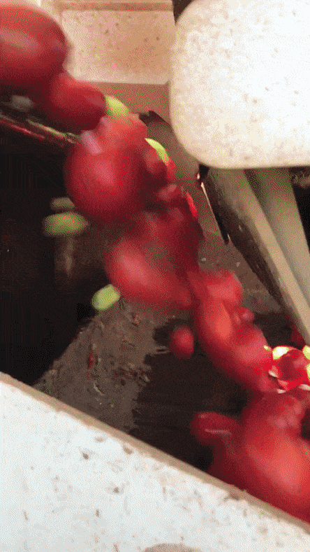 Переборка томатов