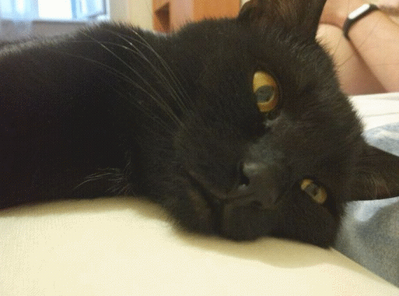 catslip