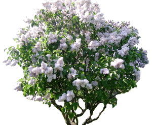_sireni_yapfiles.ru_yapfiles.ru