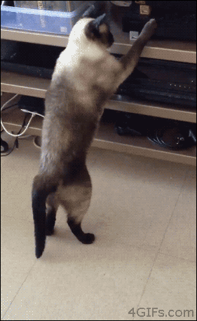 Cat-CD-counterattacked