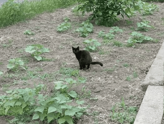 Cat aaaaa