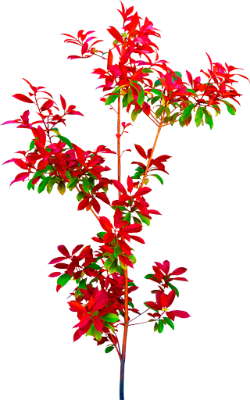 0_1bebfc_7a871135_X5L_yapfiles