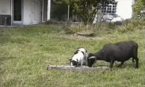 Выборная борьба