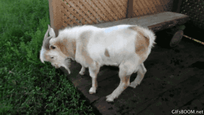 giphy