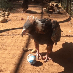 Умная птичка