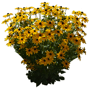 IE-yellow-rudbeckia-hirta-flowers - копия-min
