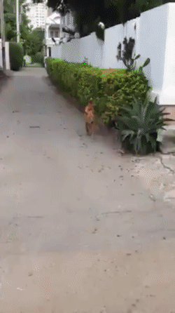 Собака Джеки Чана