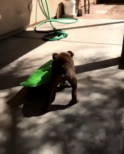 Малой, но упёртый