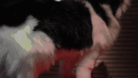 cat-butt-gem-jewel-twinkle-tush-insta