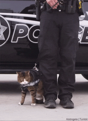 This-is-why-police-cats-aren’t-a-thing