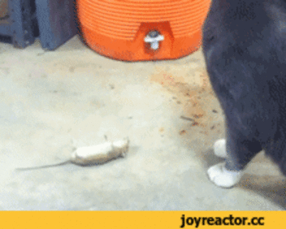 Притворуха