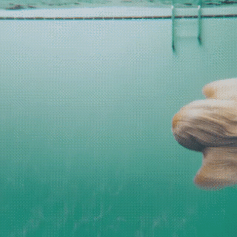 ezgif.com-video-to-gif (9)