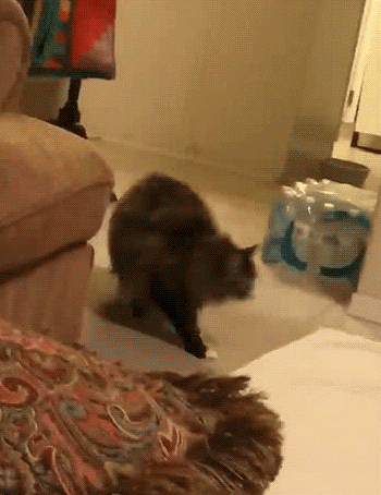 котгимнаст
