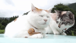 Флегматики