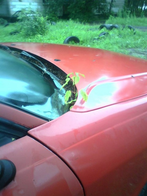 11752551_1424038971259195_2936386281746745986_n