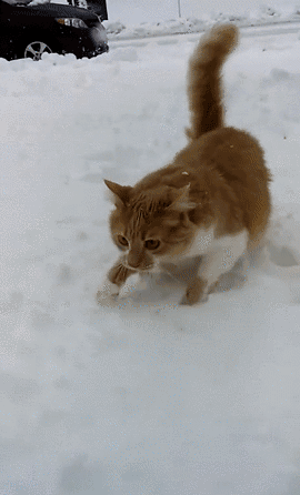 giphy (2)