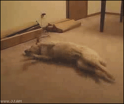 Dog_sleeprunning