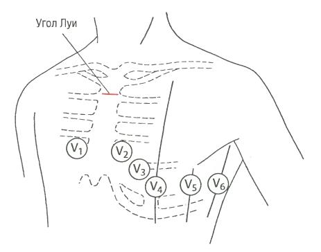 схематическое изображение передней и задней поверхности сердца