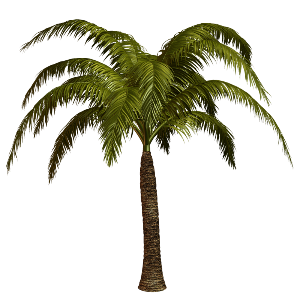 FLORES Y PLANTAS (PALMERAS) (46)