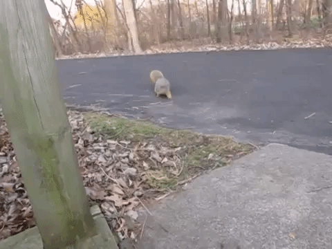 Жирная белка