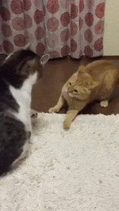 Sir Butt Cat!