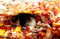 tumblr_mto9whrdz81rlo9uqo4_r1_250