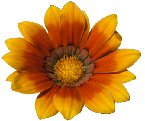 yellow-orange_flowers_119