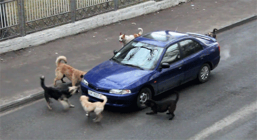 dogs-bullying-car-barking-road-1351353747d