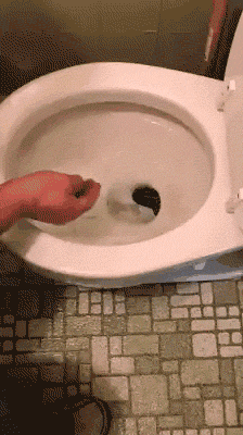 gif4623