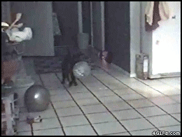 Cat_balloon_delayed_reaction
