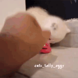 Зверюга просто