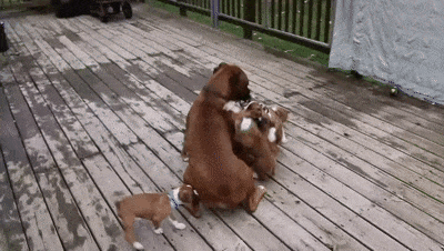 Молочка охота