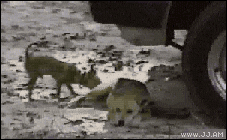 Rude_dogs
