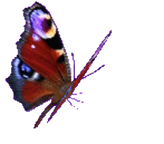 Красивые гифки на прозрачном фоне. Бабочки анимация на прозрачном фоне. Анимационные бабочки на прозрачном фоне. Анимированные бабочки на прозрачном фоне. Бабочки летающие анимация.