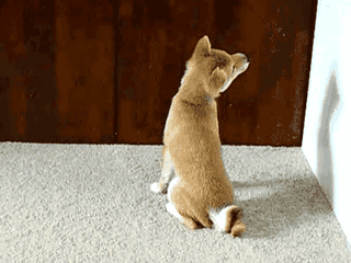 dog4