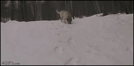 Dogs_snow_body_sledding_new