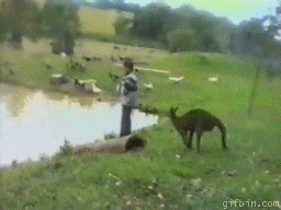 1241027332_kangaroo-kicks-kid-in-the-lake