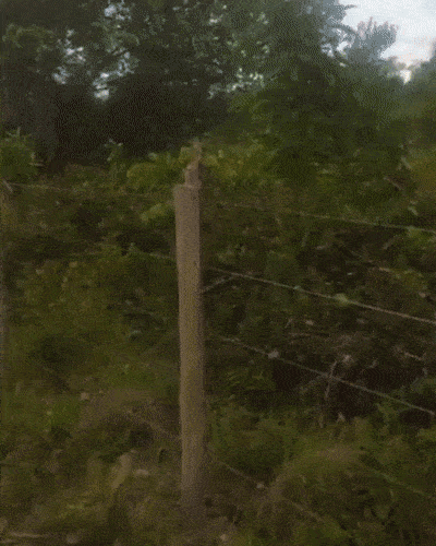 Чемпион камуфляжа