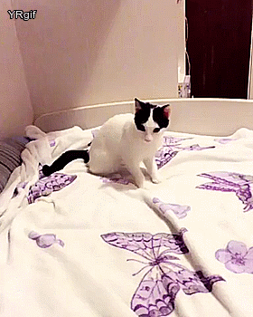 OVcAPJI