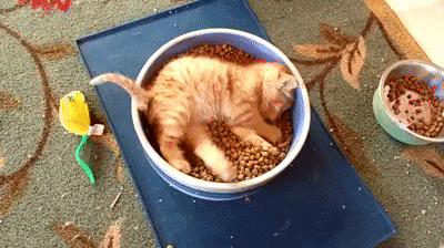 Жизнь удалась